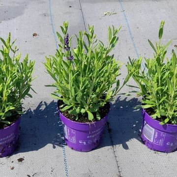 Lavandula angustifolia 'Hidcote'