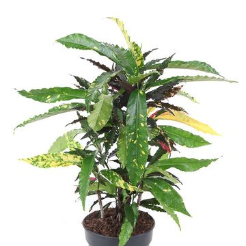 Codiaeum variegatum 'Pie Crust'