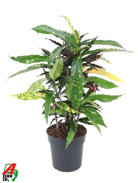 Codiaeum variegatum 'Pie Crust'