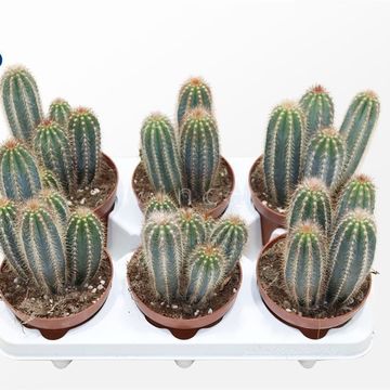 Pilosocereus gounellei