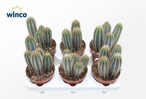 Pilosocereus gounellei