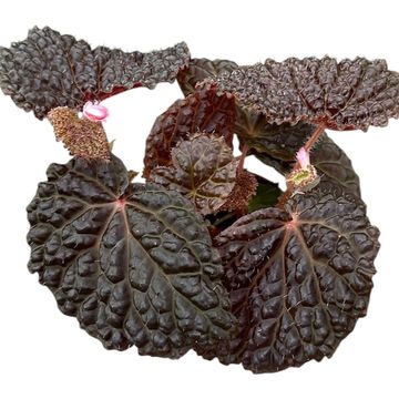 Begonia baik x dracopelta