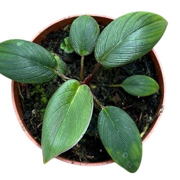 Homalomena wallisii 'Red Sumatra'