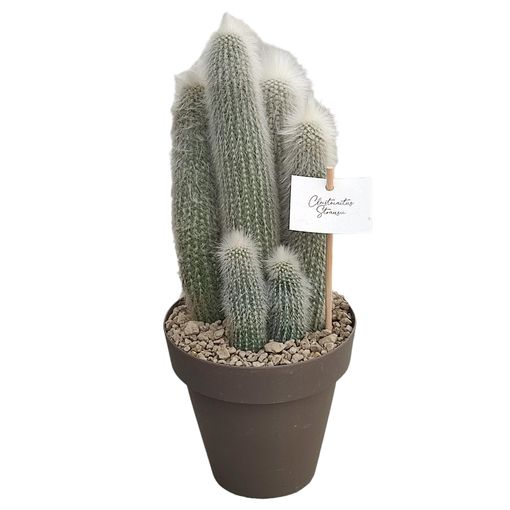 Cleistocactus straussii