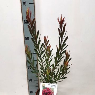 Leucadendron 'Plum Supreme'