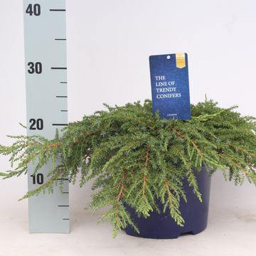 Juniperus communis 'Green Carpet'