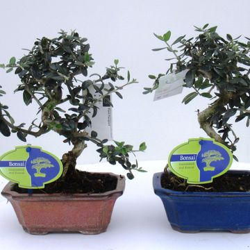 Olea europaea sylvestris