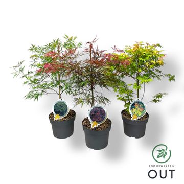 Acer palmatum MIX