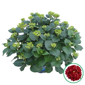 Hydrangea macrophylla MUSIC COLLECTION RED REGGAE