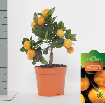 x Citrofortunella microcarpa