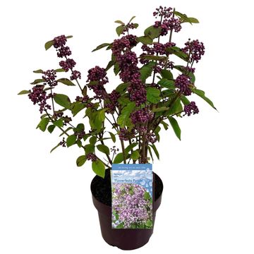 Callicarpa bodinieri 'Profusion'