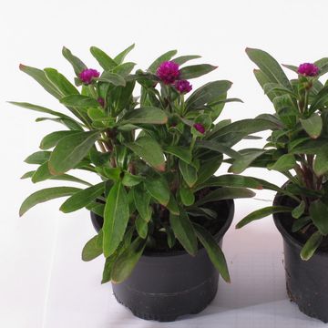 Gomphrena globosa