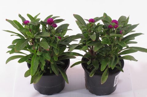 Gomphrena globosa