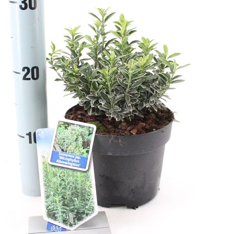 Euonymus japonicus 'Microphyllus Albovariegatus'