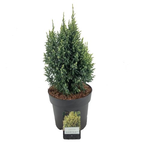 Juniperus pingii 'Hulsdonk Yellow'