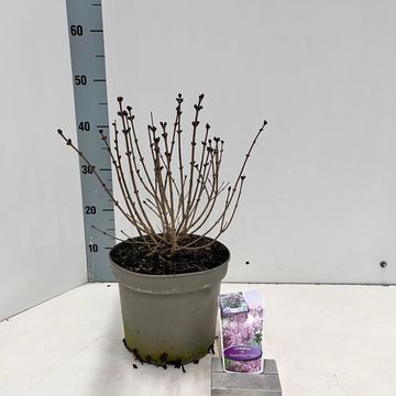 Syringa meyeri FLOWERFESTA PINK