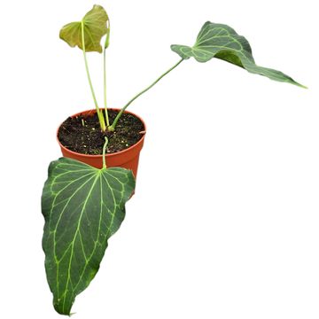 Anthurium 'Delta Force'