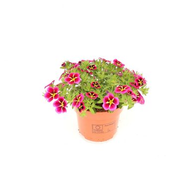 Calibrachoa CABARET GOOD NIGHT KISS