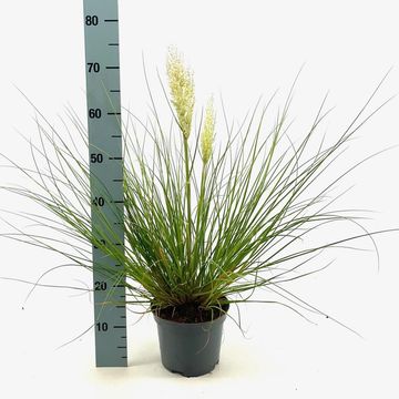 Cortaderia selloana TINY PAMPA