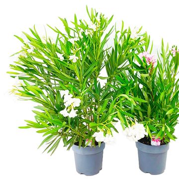 Nerium oleander