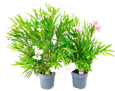 Nerium oleander
