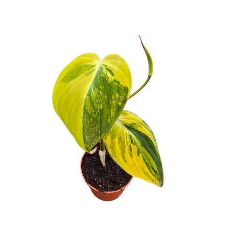 Filodendron micans 'Variegata'