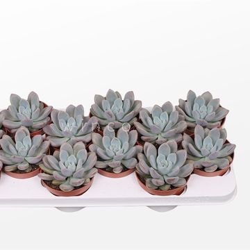 x Graptoveria 'Opalina'