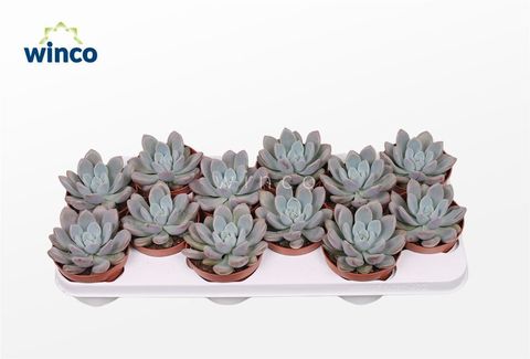 x Graptoveria 'Opalina'