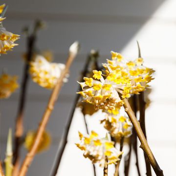 Edgeworthia chrysantha 'Grandiflora'