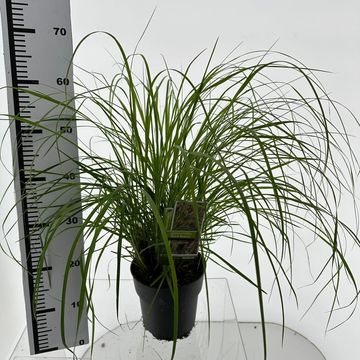 Pennisetum alopecuroides 'Black Beauty'