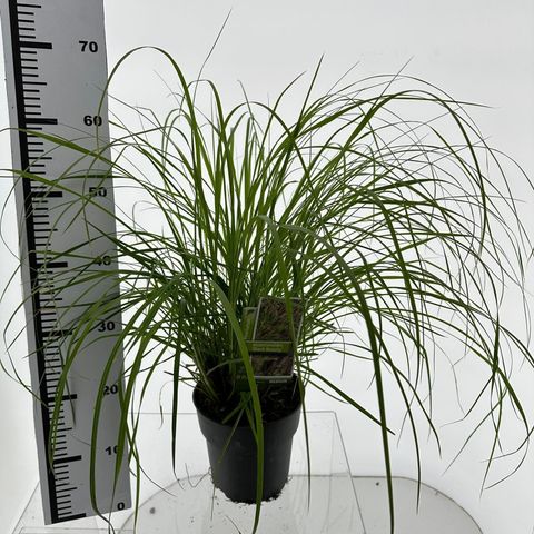 Pennisetum alopecuroides 'Black Beauty'