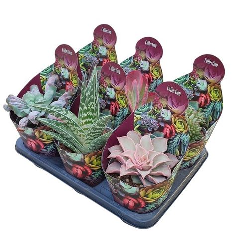 Succulente MIX