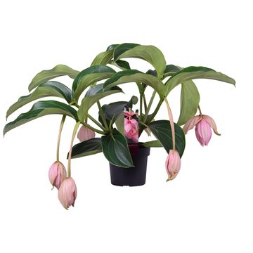 Medinilla magnifica