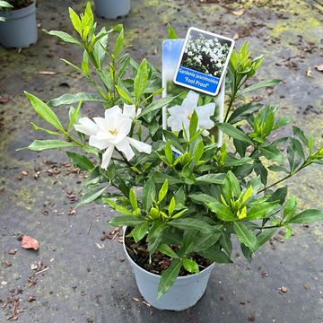 Gardenia jasminoides FOOL PROOF