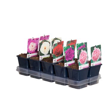 Paeonia LACTIFLORA MIX