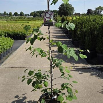 Cercis canadensis LAVENDER TWIST