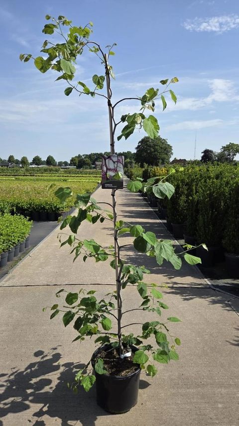 Cercis canadensis LAVENDER TWIST