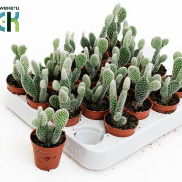 Opuntia microdasys 'Albispina'