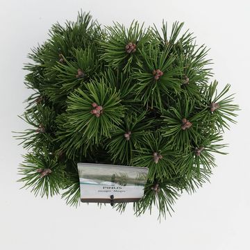 Pinus mugo 'Мопс'