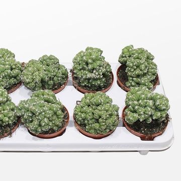 Cereus peruvianus monstrosus cristata