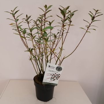 Salix gracilistyla 'Melanostachys'