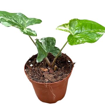 Syngonium podophyllum 'Albo Variegatum'