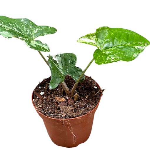 Syngonium podophyllum 'Albo Variegatum'