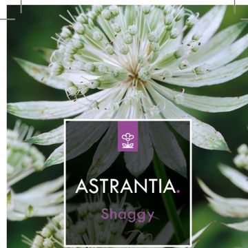 Astrantia major 'Shaggy'