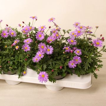 Brachyscome BRASCO VIOLET
