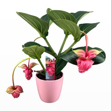 Medinilla magnifica 'Flamenco'