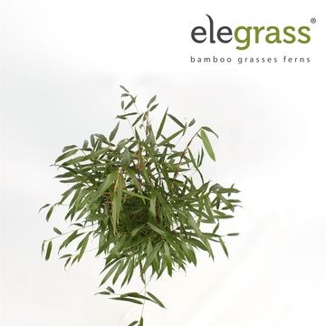 Fargesia scabrida 'Asian Wonder'