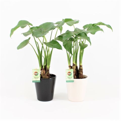 Alocasia cucullata