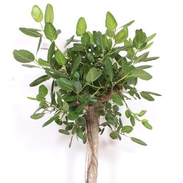 Ficus benghalensis