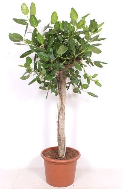 Ficus benghalensis